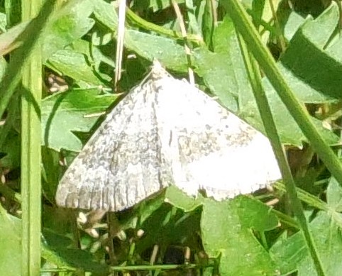 lepidottero (geometridae) da classificare (CP2) - Geometridae Larentiinae